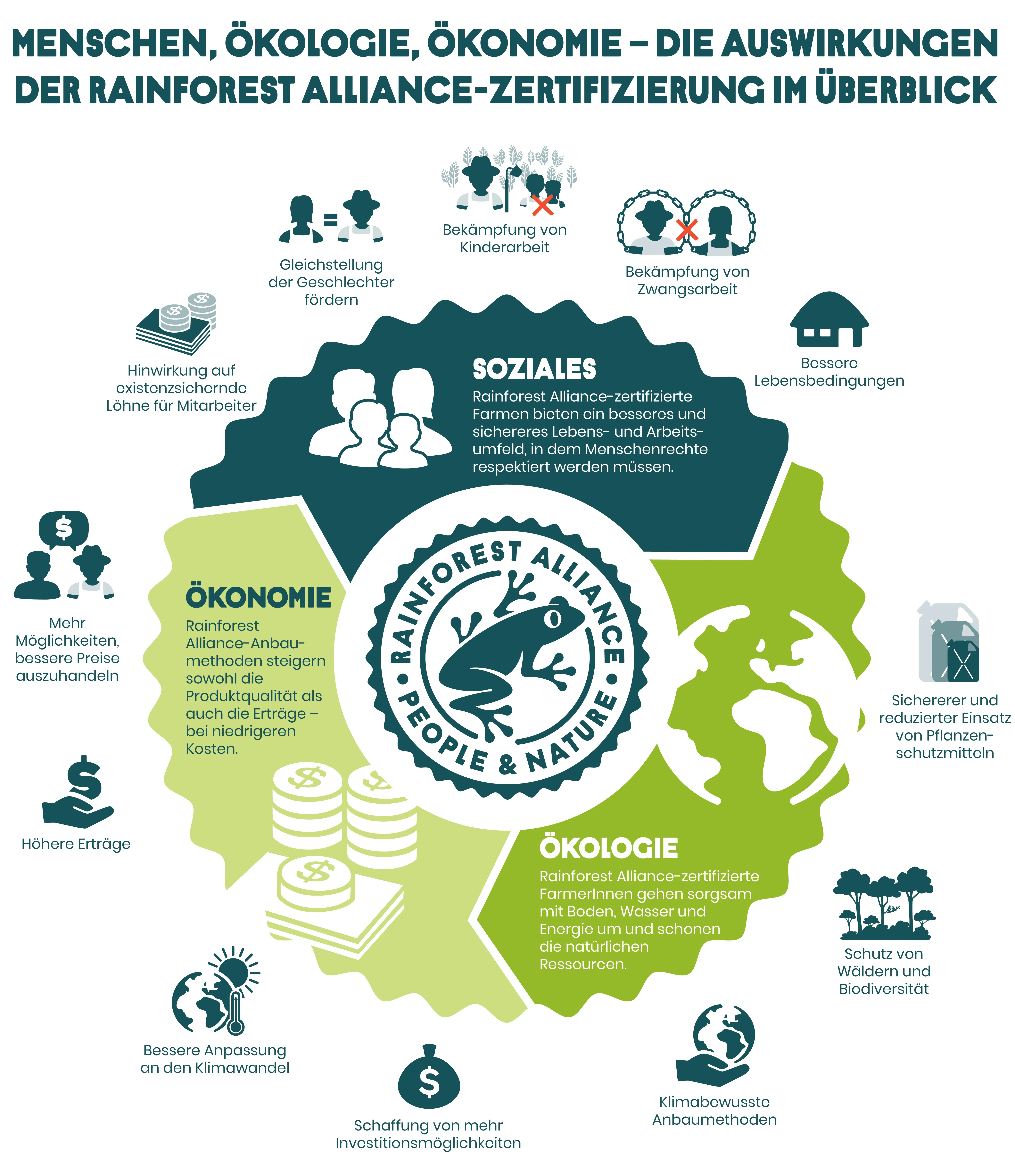 Bild Rainforest