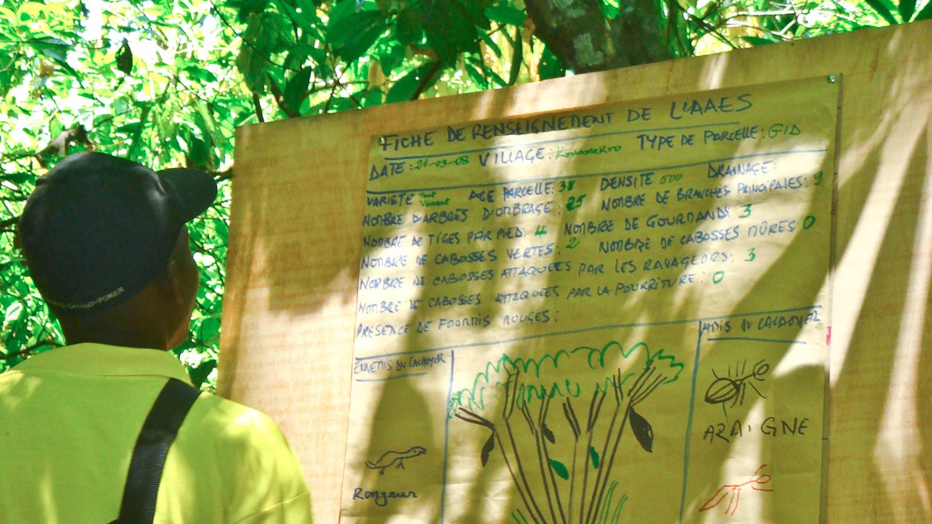 monsieur à la plantage cacao