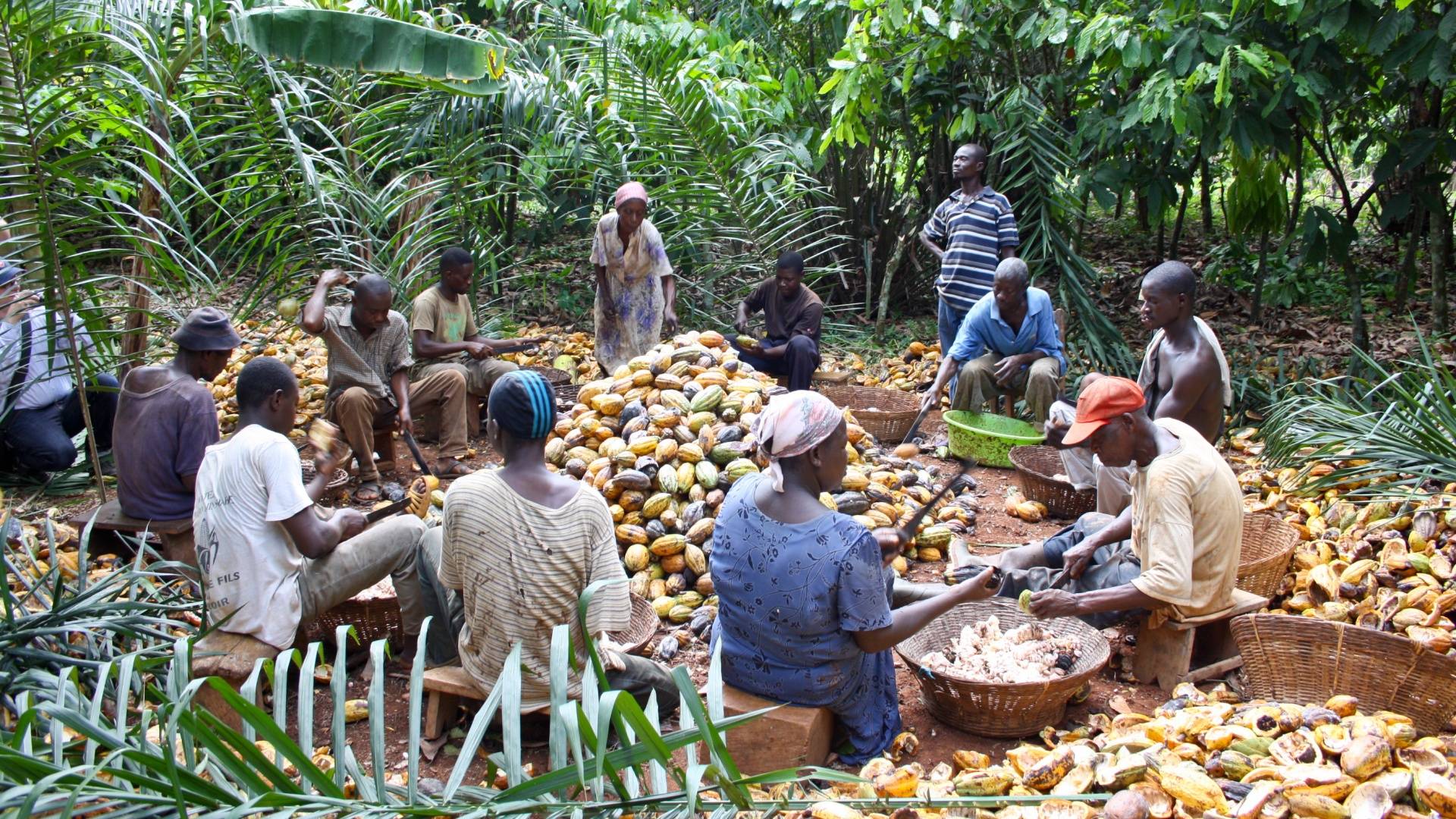 groupe à la plantage cacao